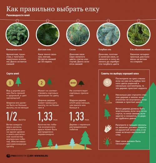 ИНФОГРАФИКА: как правильно выбрать ёлку ИНФОГРАФИКА: как правильно выбрать ёлку