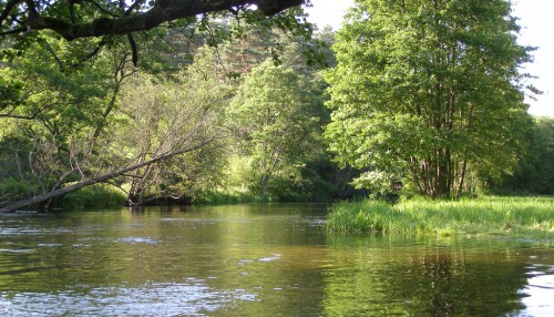 пруд в лесу