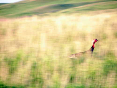индейка сваливает