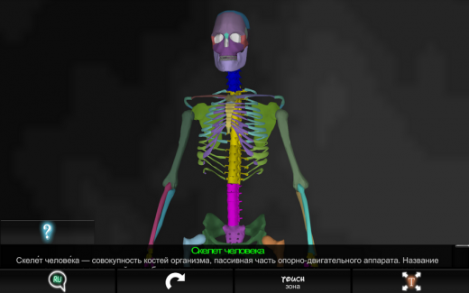 «Кости человека 3D»