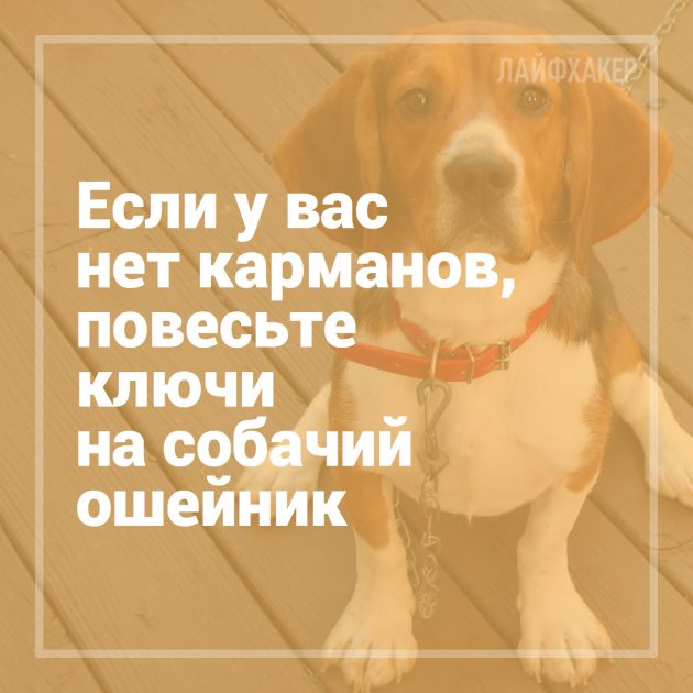 16 лайфхаков для владельцев собак