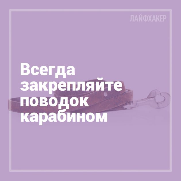 16 лайфхаков для владельцев собак