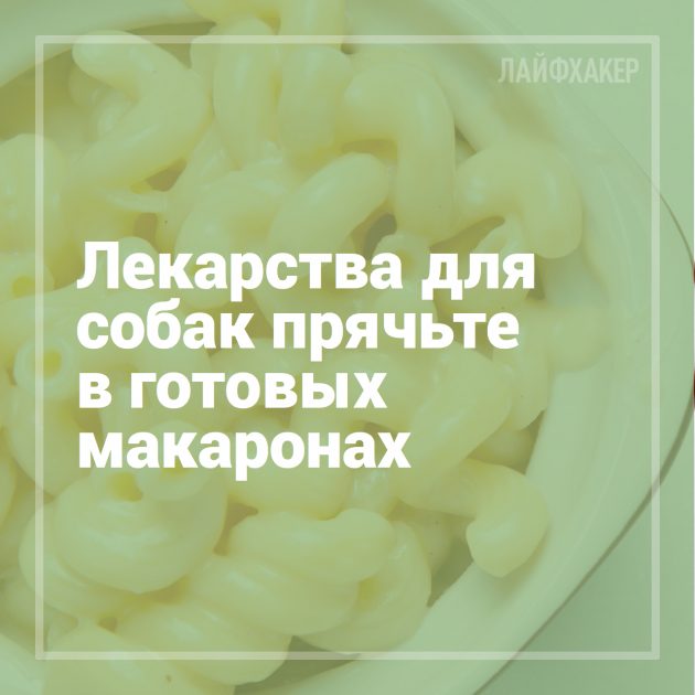 16 лайфхаков для владельцев собак