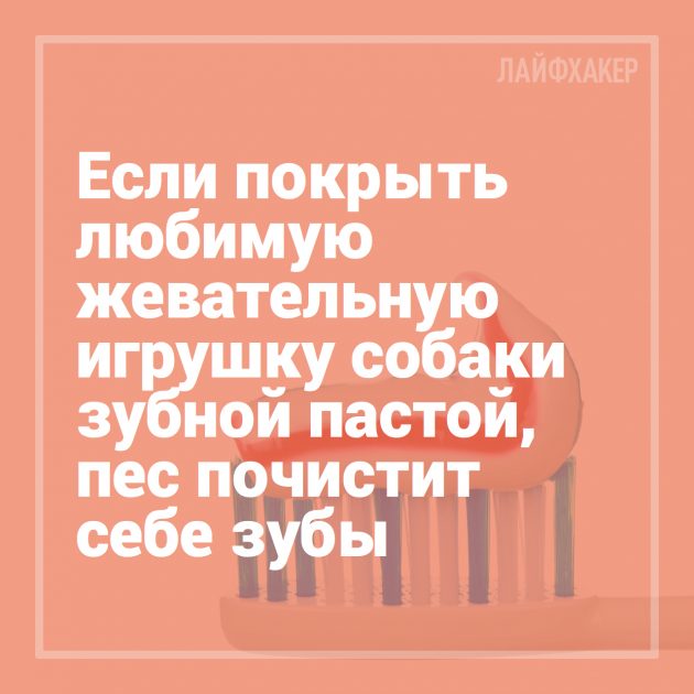 16 лайфхаков для владельцев собак