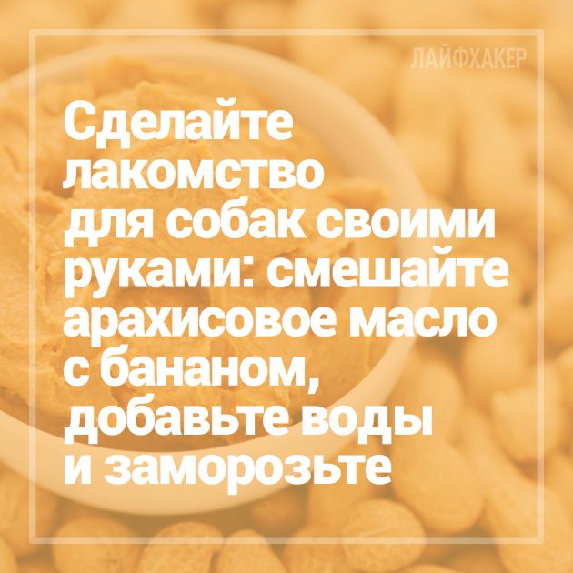 16 лайфхаков для владельцев собак