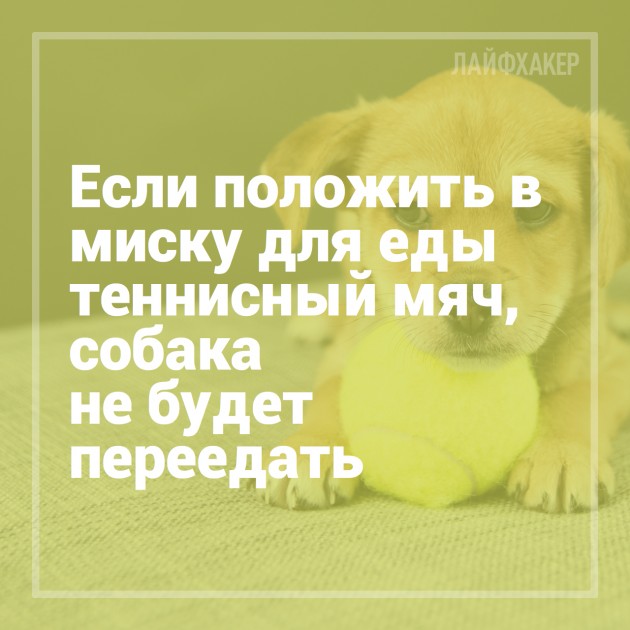 16 лайфхаков для владельцев собак