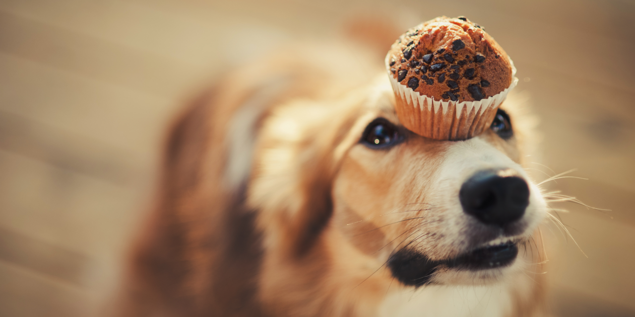 Чем можно, а чем нельзя кормить собак