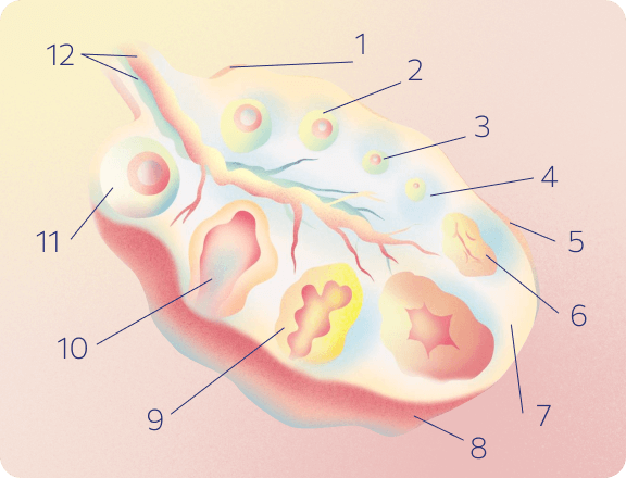 Первый триместр беременности. Во время менструального цикла в яичнике созревает фолликул, а потом на его месте образуется жёлтое тело