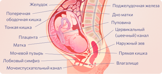 Частое мочеиспускание у женщин без боли