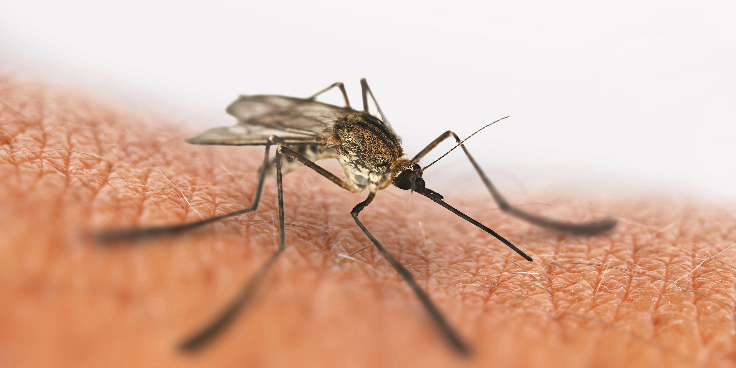 Как устранить зуд после укуса комара: лайфхаки