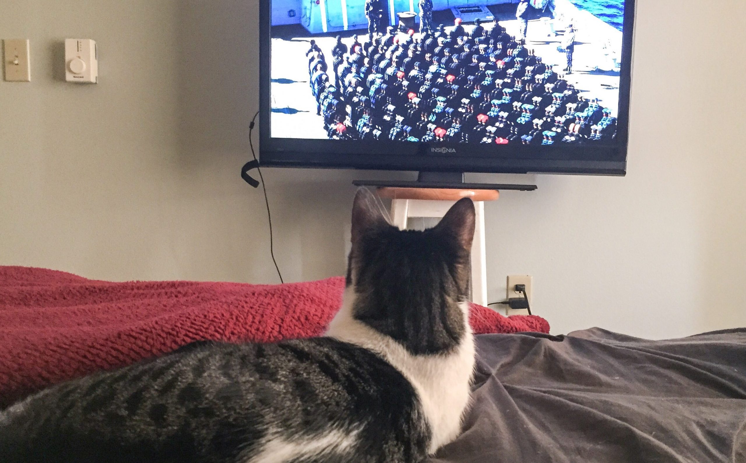 Громко смотрит телевизор. Котик и телевизор. Кот перед телевизором. Кошка на телевизоре. Кот в телеке.