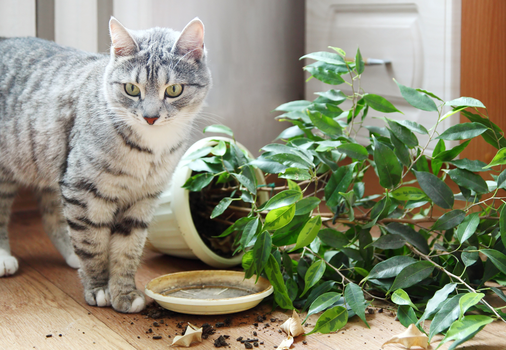 Как защитить растения от кота - Лайфхакер