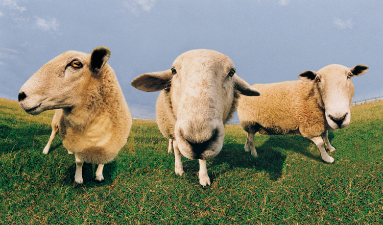 Секс игра овцы