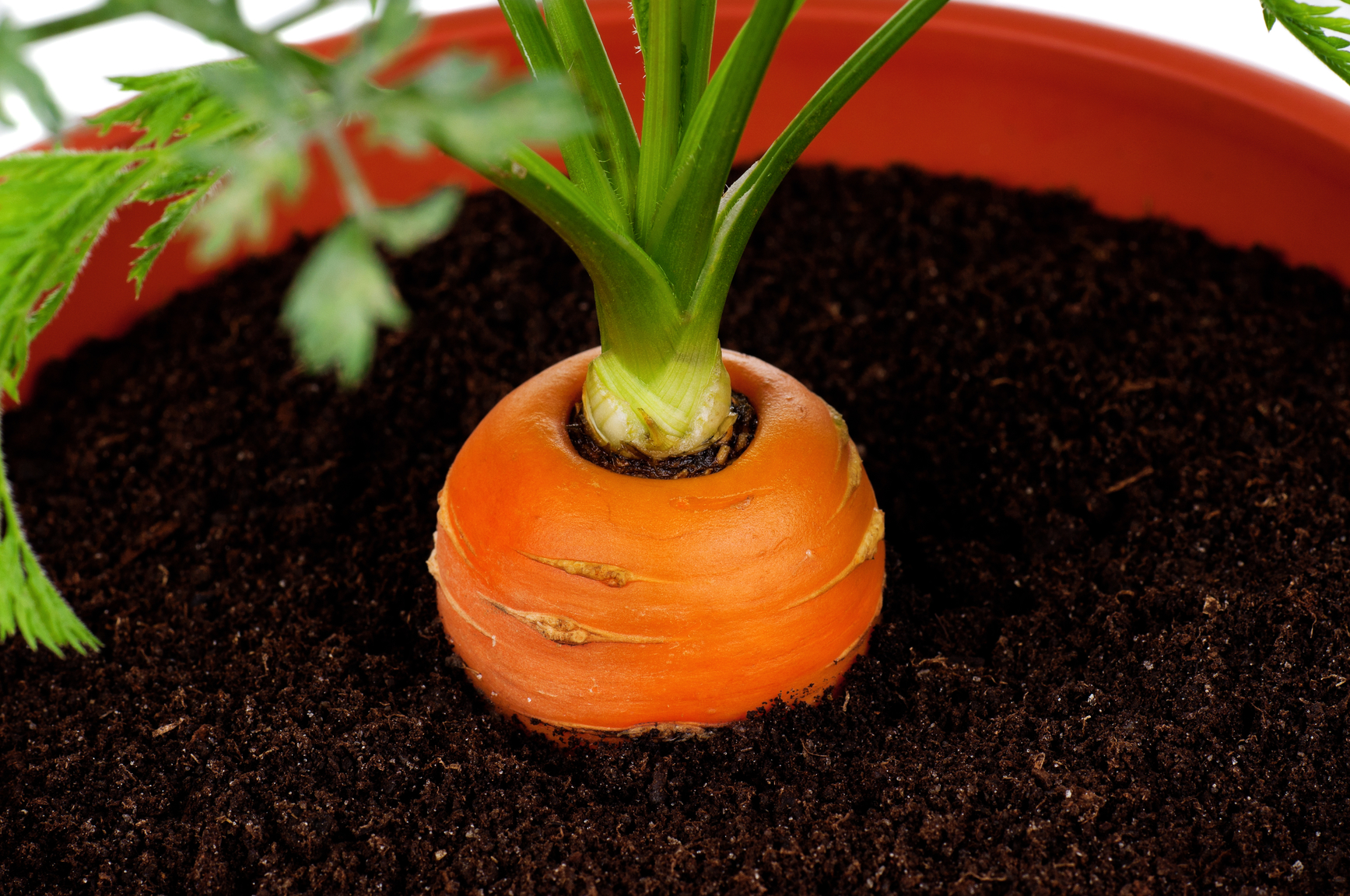 Что можно посадить пораньше. Морковь в горшке. Овощи на подоконнике. Морковка на подоконнике. Выращиваем овощи в горшках.