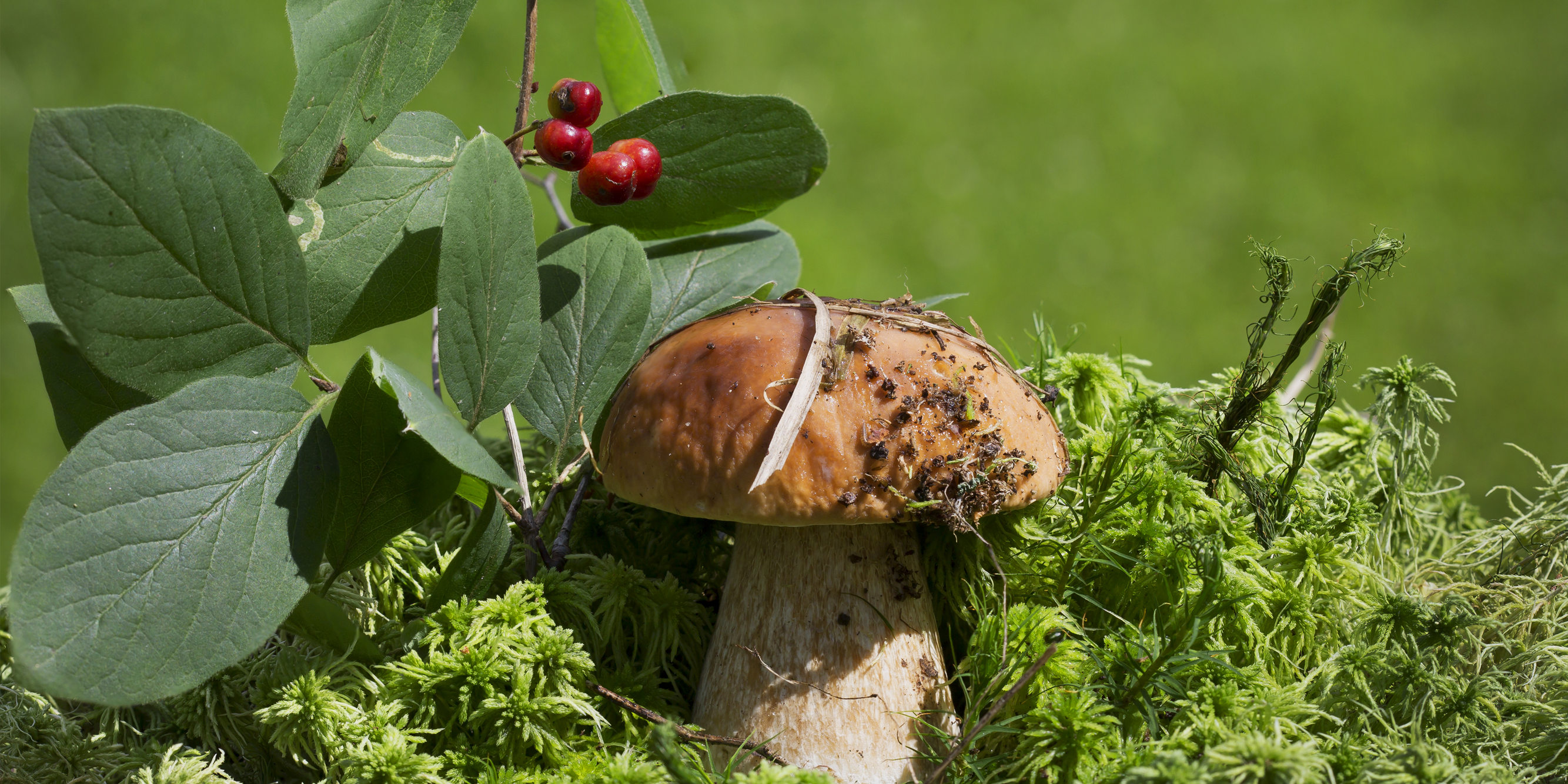 Какие грибы растут в сентябре