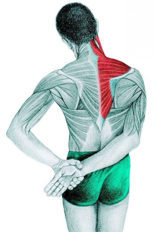 Анатомия стретчинга: трапециевидной, надостной, дельтовидной мышц