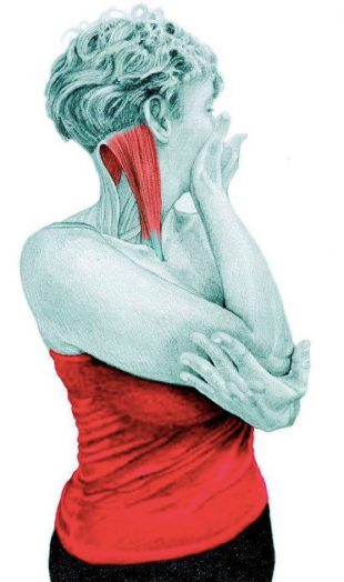 Анатомия стретчинга: растяжка вращателей шеи