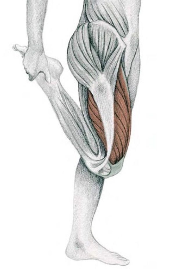 анатомия стрейчинга
