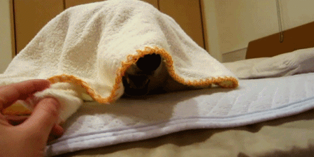 Стянули полотенце. Плед гиф. Одеяло гифка. Кот под одеялом. Кот выглядывает из под одеяла.