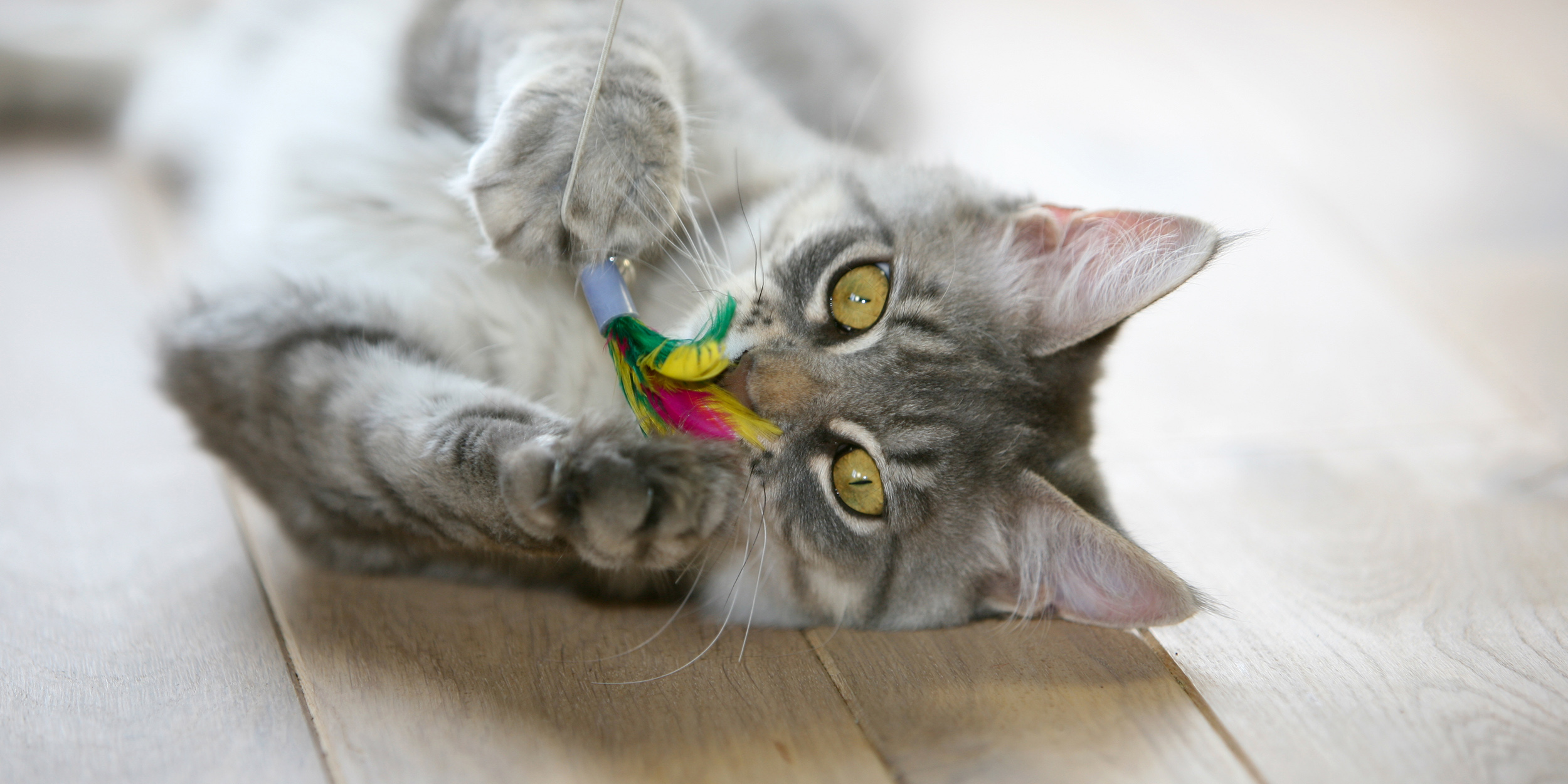 Как правильно выбрать игрушки для кошек: полезные советы и рекомендации