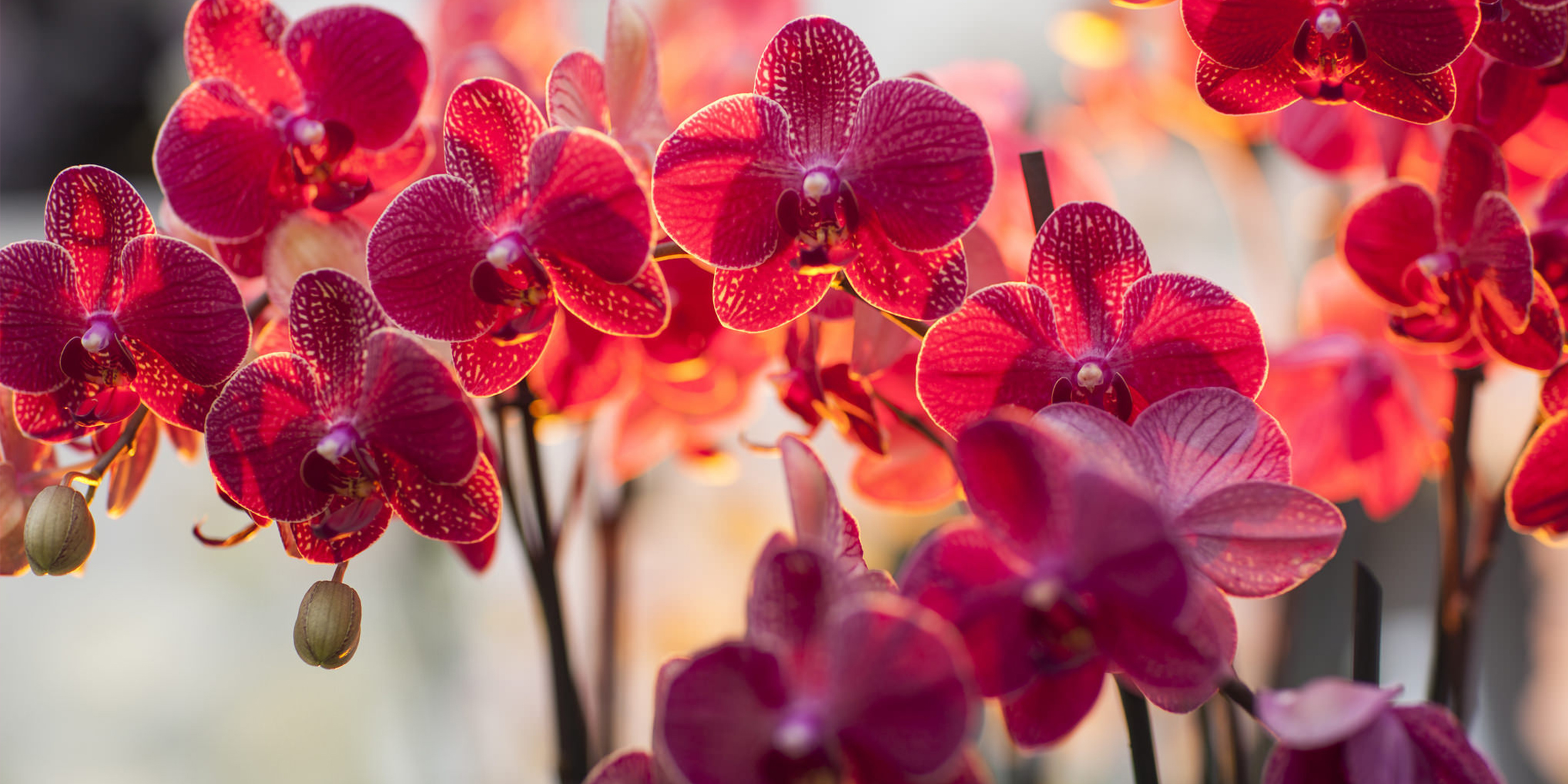 Выращивание и уход за орхидеями в домашних условиях.