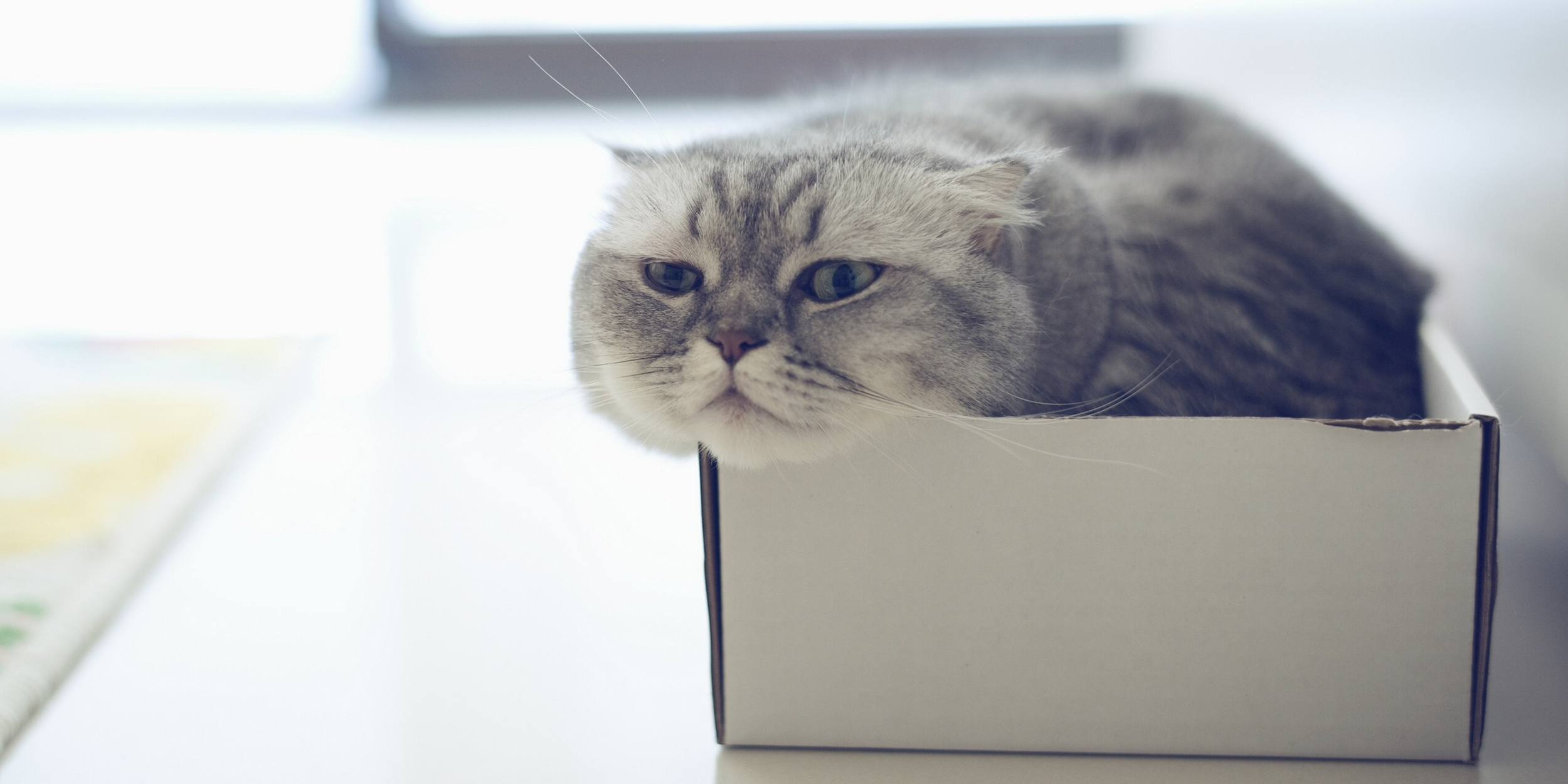Ученые выяснили, почему коты любят сидеть в коробках