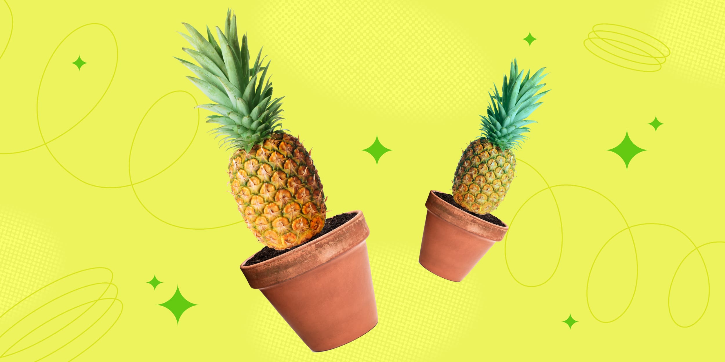 Как правильно в домашних условиях высадить верхушку ананаса