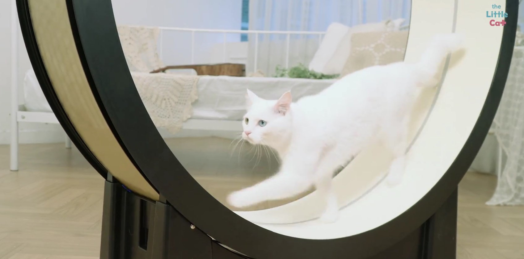 Видео дня: умная беговая дорожка для котов The Little Cat - Лайфхакер