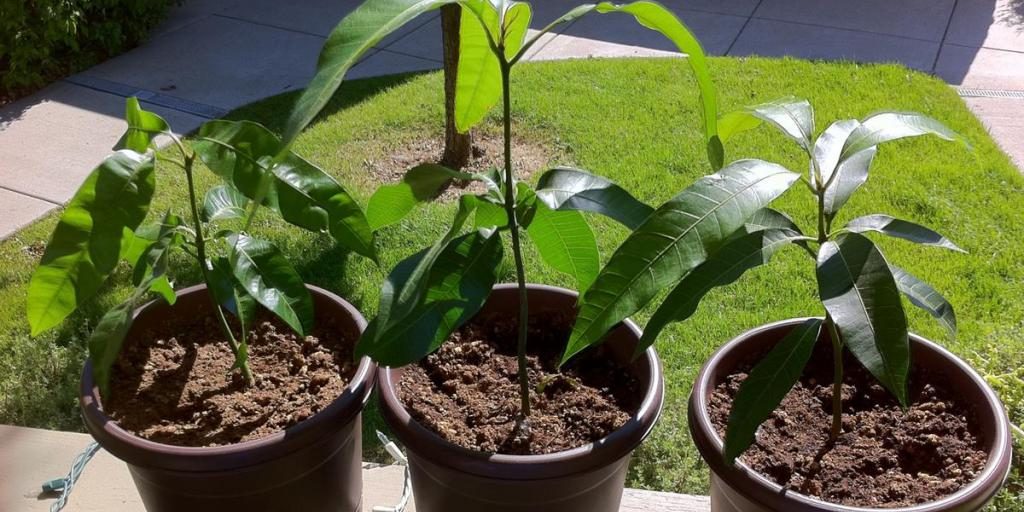 Как посадить манго правильно?