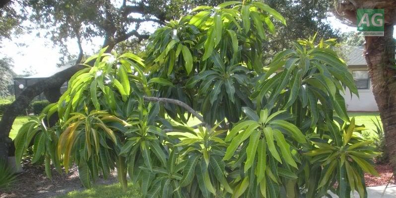 Манго из косточки: выращиваем экзотическое дерево дома
