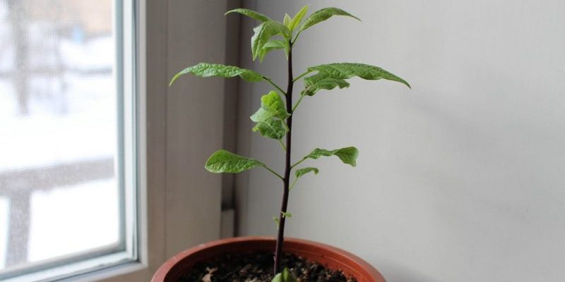 Авокадо: выращивание на подоконнике