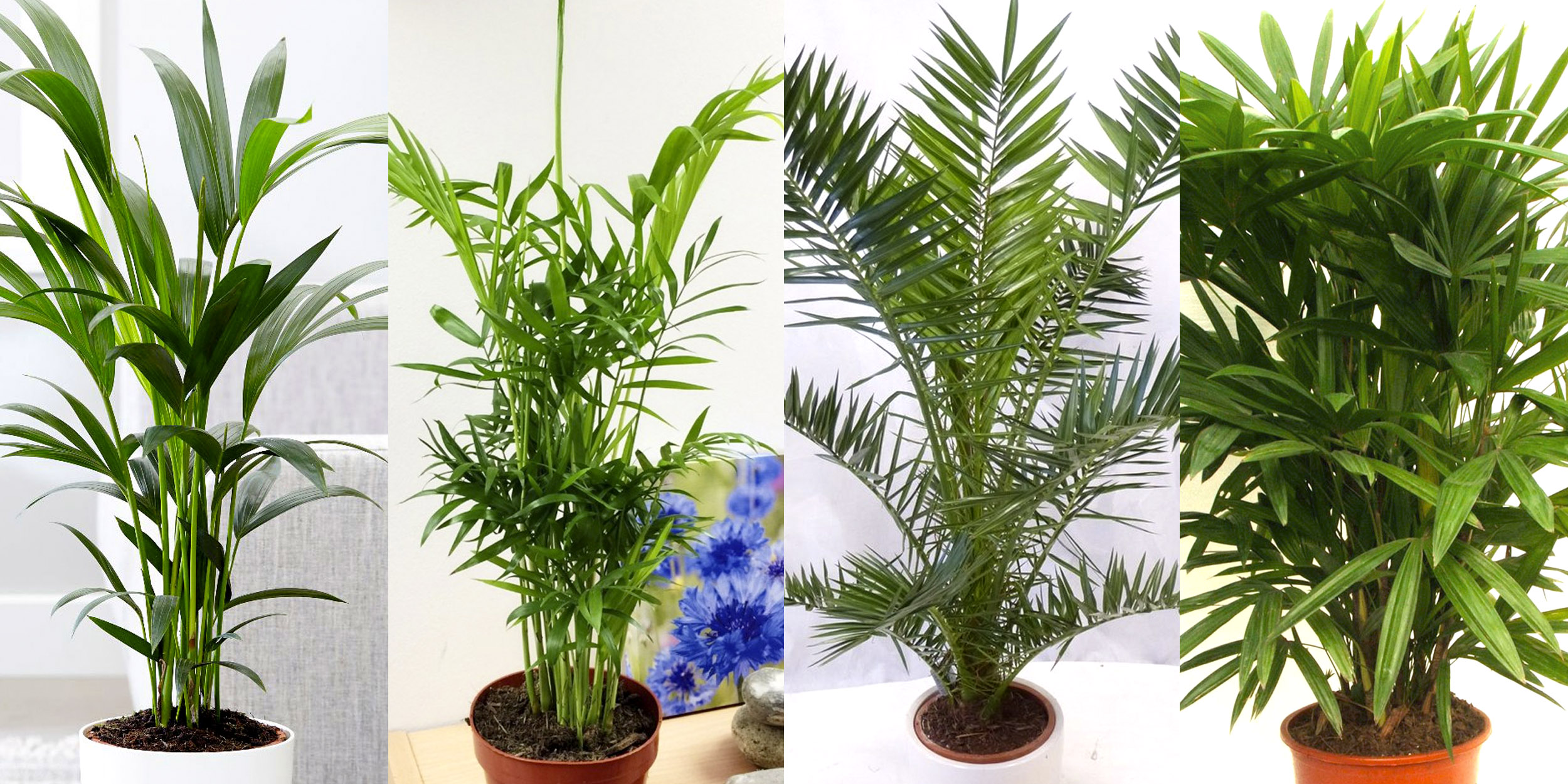 Домашняя пальма комнатное растение