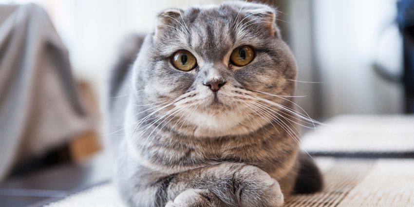 Шотландская вислоухая кошка – советы по уходу и кормлению в домашних условиях
