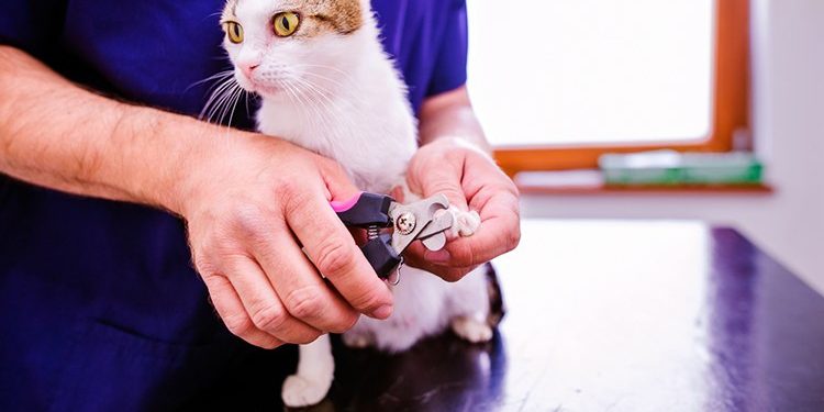 Как подстричь когти кошке в домашних условиях? | Hill's Pet