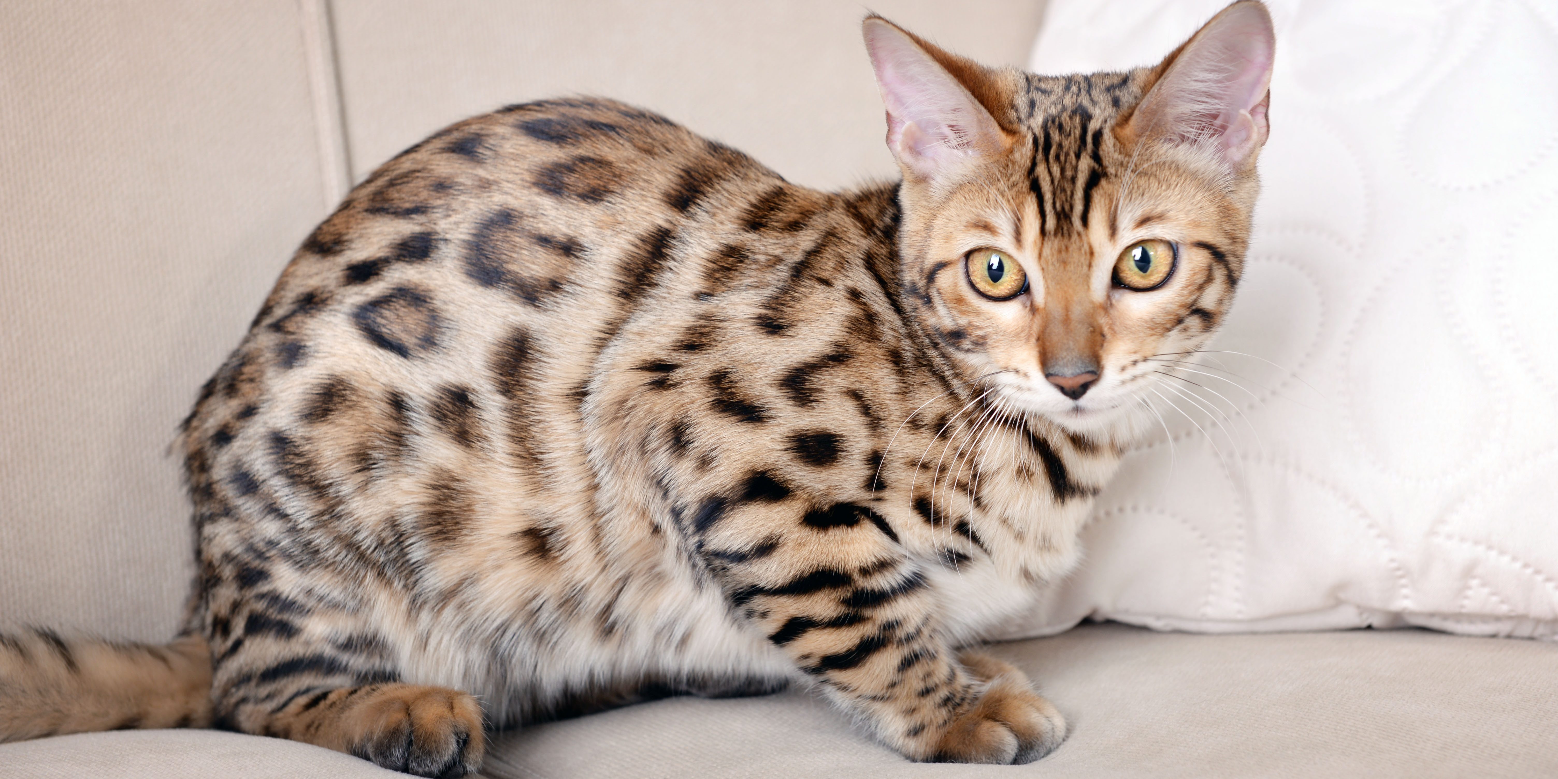 Что нужно знать, прежде чем завести бенгальскую кошку - Лайфхакер