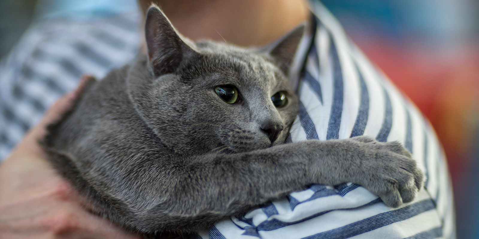 русская голубая кошка фото и описание