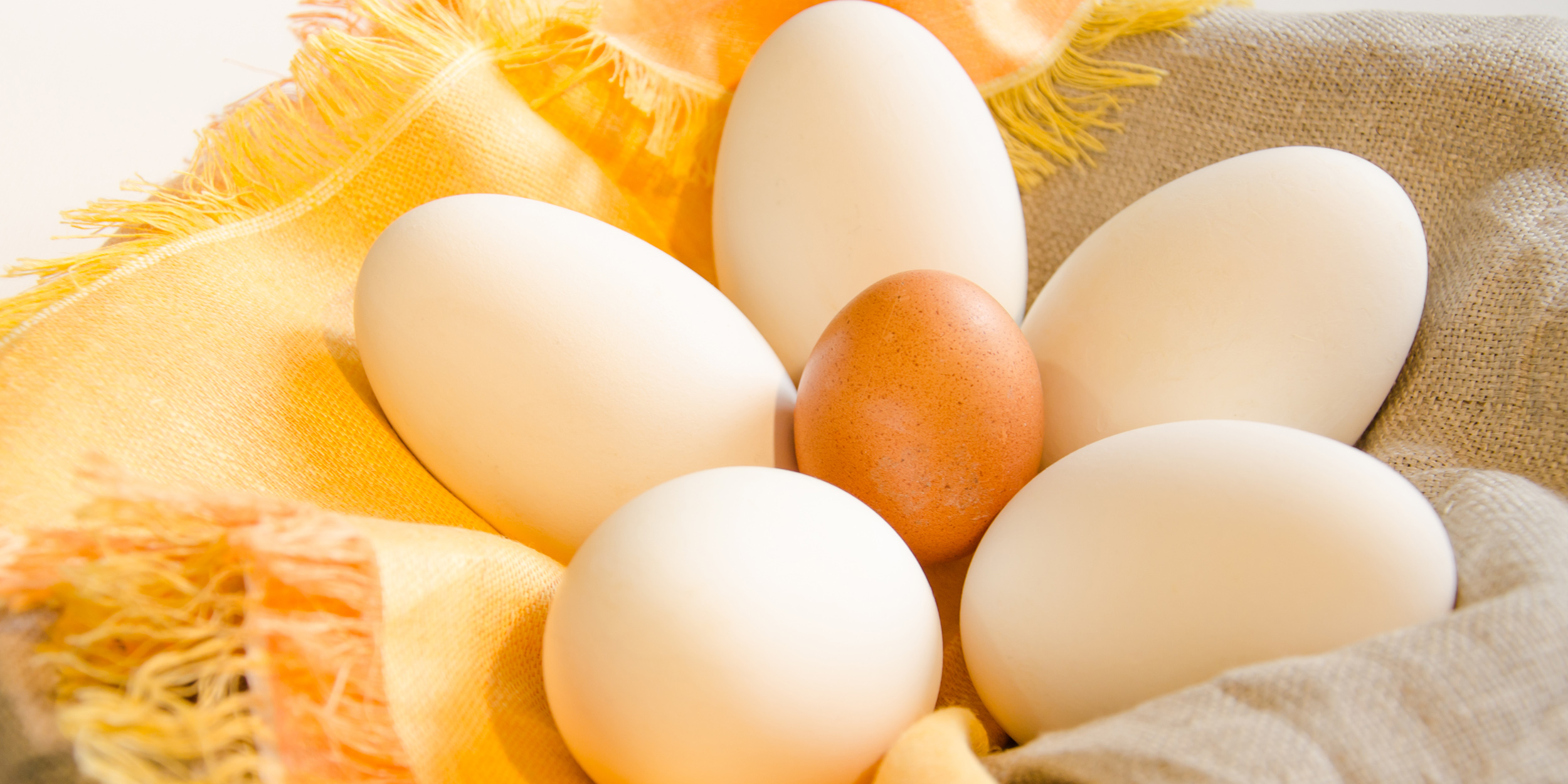 Гусиные яйца едят. Гусиное яйцо вареное. Блюда из гусиных яиц. Гусиное яйцо в всмятку. Perepelinnyye yaetsa.