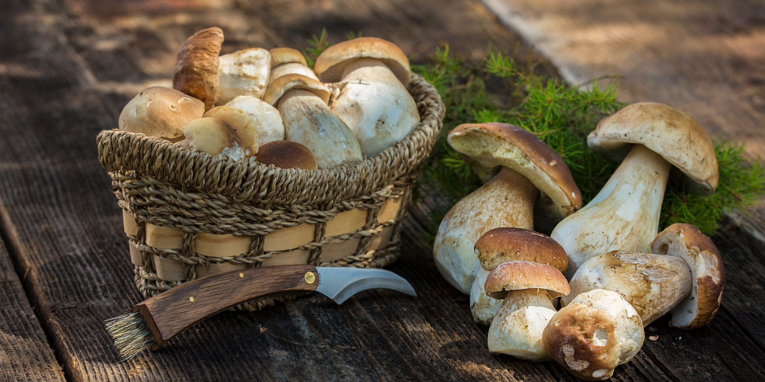 Как приготовить белые грибы в сметане, рецепт и фото