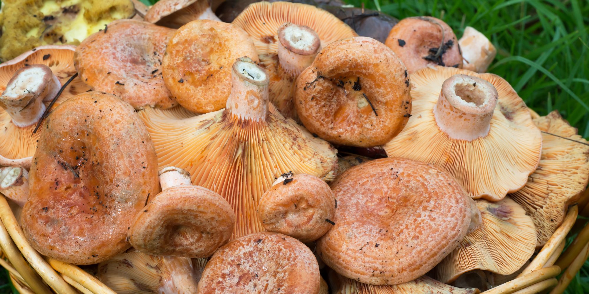 Маринованные грибы рыжики горячим способом на зиму