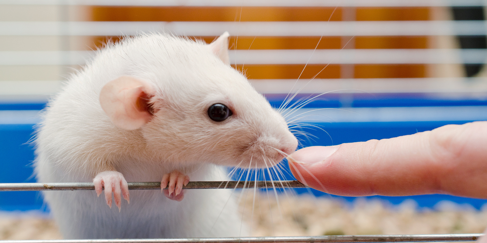 Чем кормить домашних крыс?