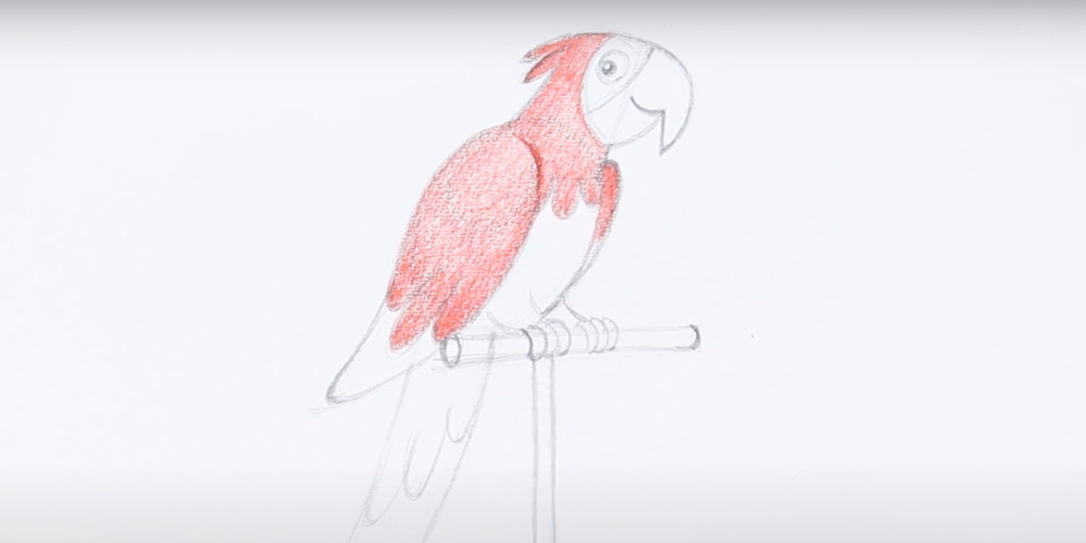 Учимся рисовать попугаев карандашом поэтапно