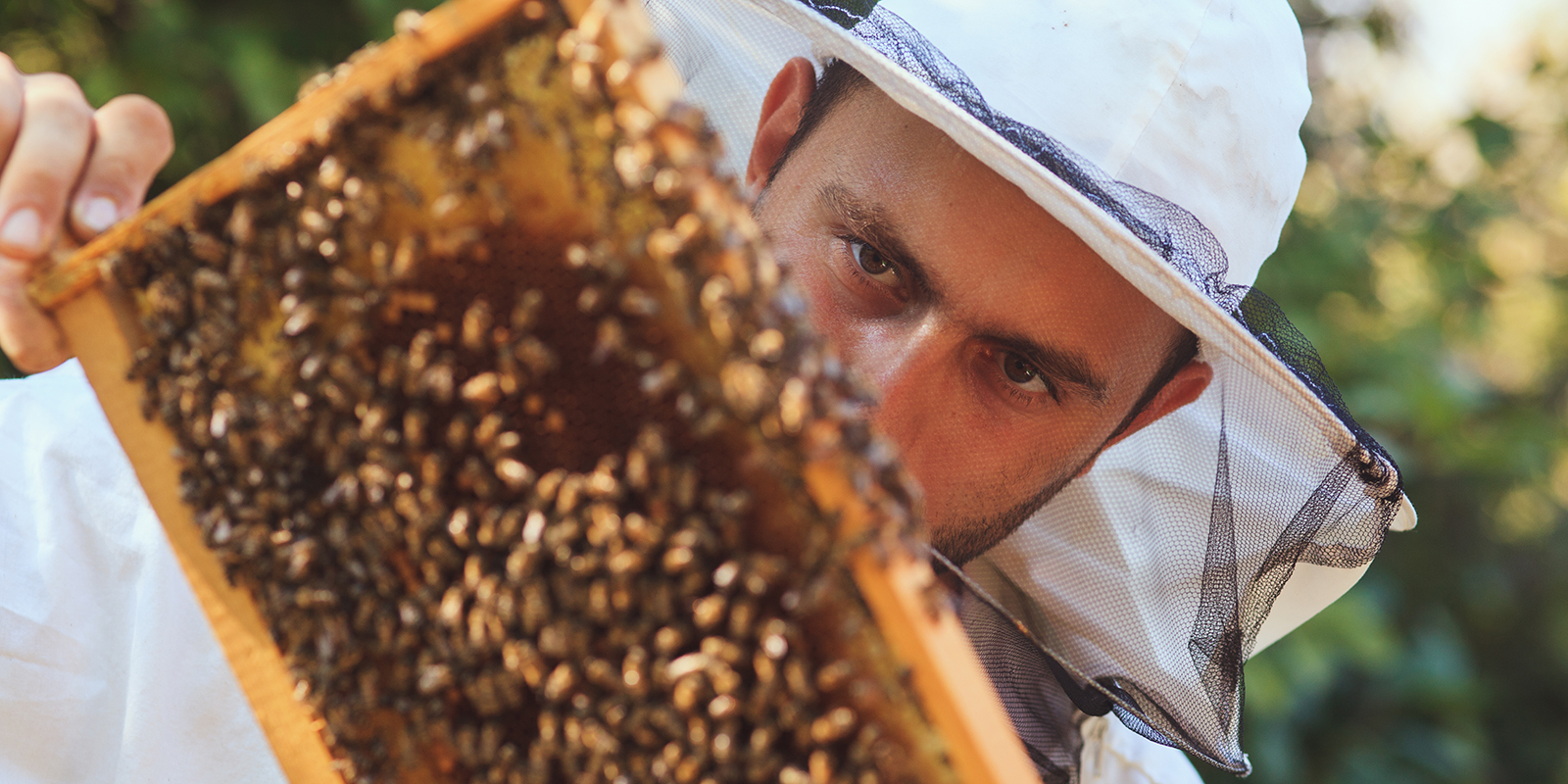 Чем полезна пчелиная перга и можно ли ее подделать. | Пчела & Человек | Дзен