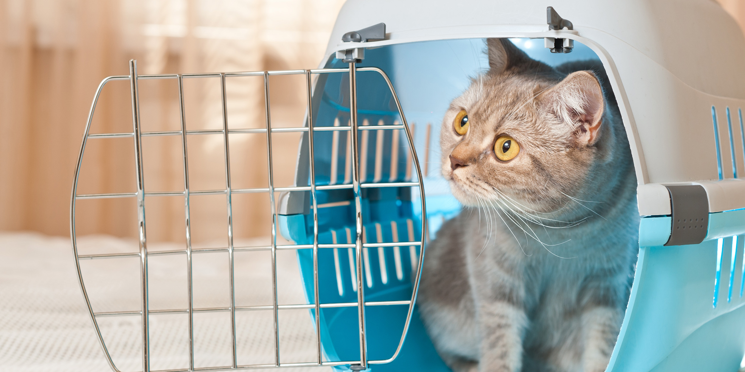 Авиаперевозка кошек и собак – требования и правила перевозки животных по России