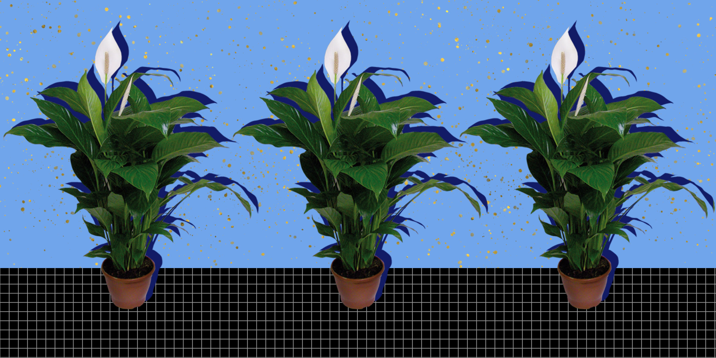 Как вырастить домашний цветок спатифиллум
