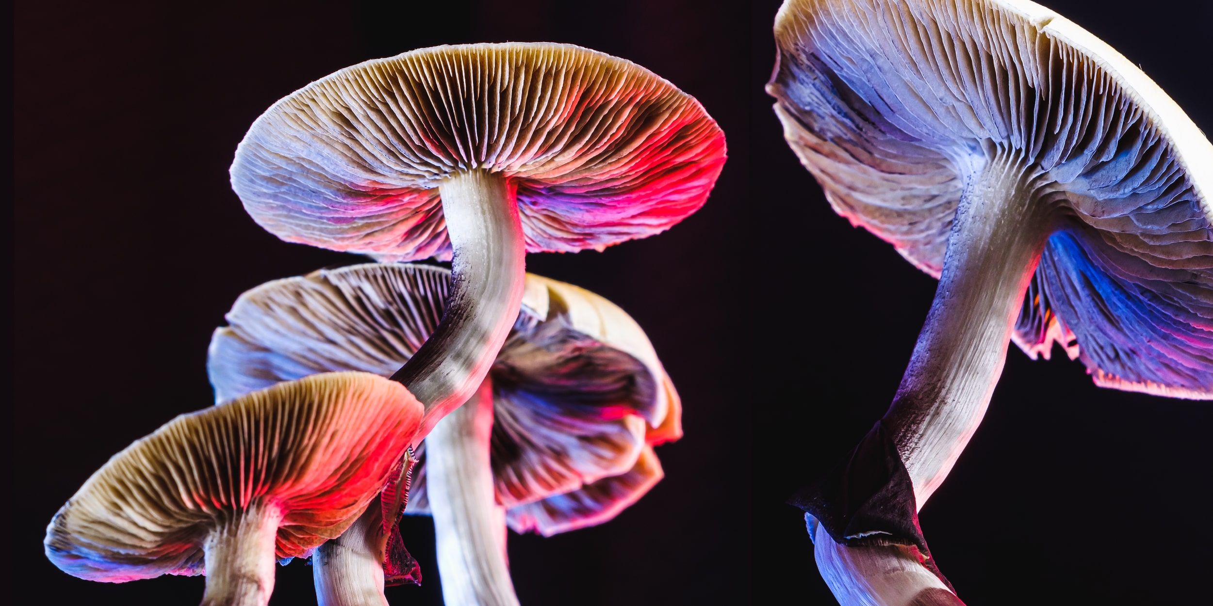 Самый большой живой организм на Земле – этот гриб. Ему 2400 лет и он занимает площадь 840 гектаров
