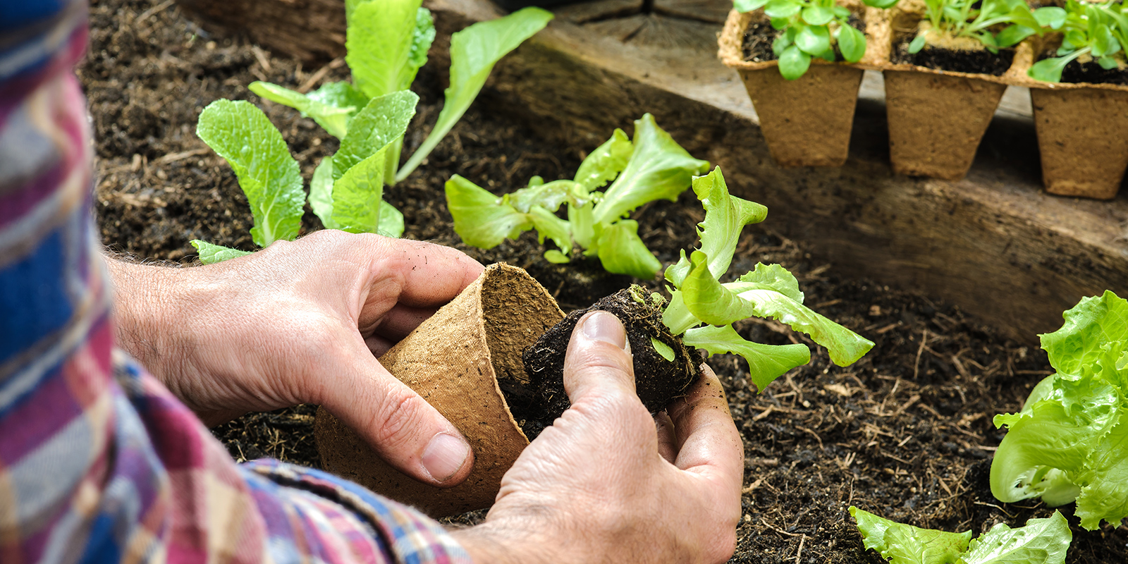 Выращивание салата в открытом грунте и теплице, сорта и сроки посадки