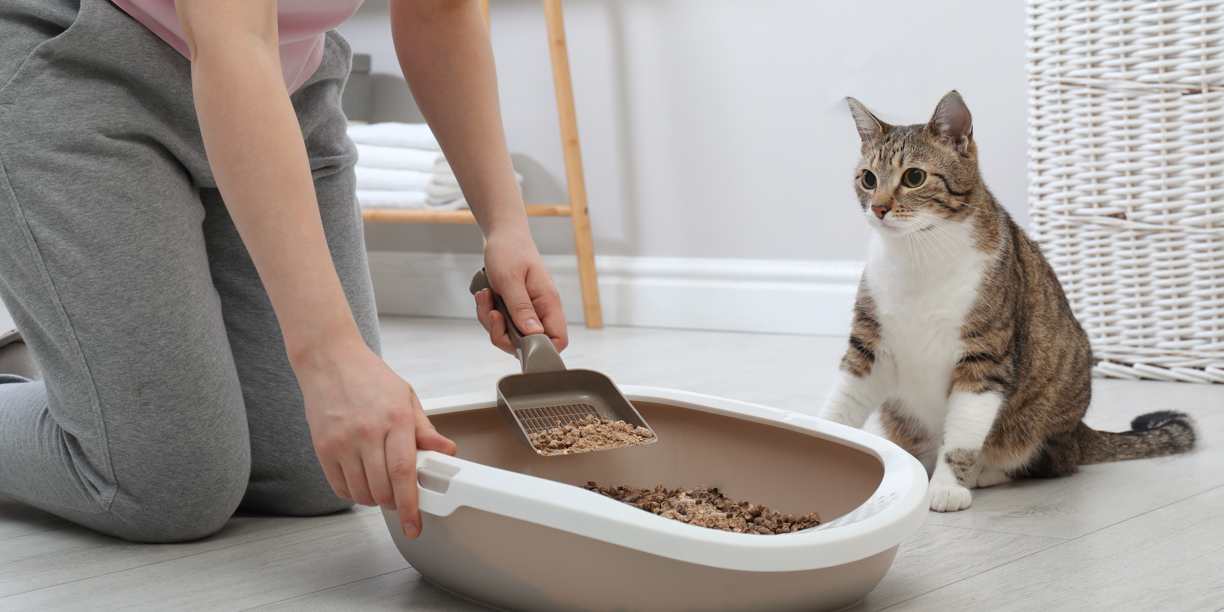 Убрать запах мочи кошки с дивана в домашних условиях
