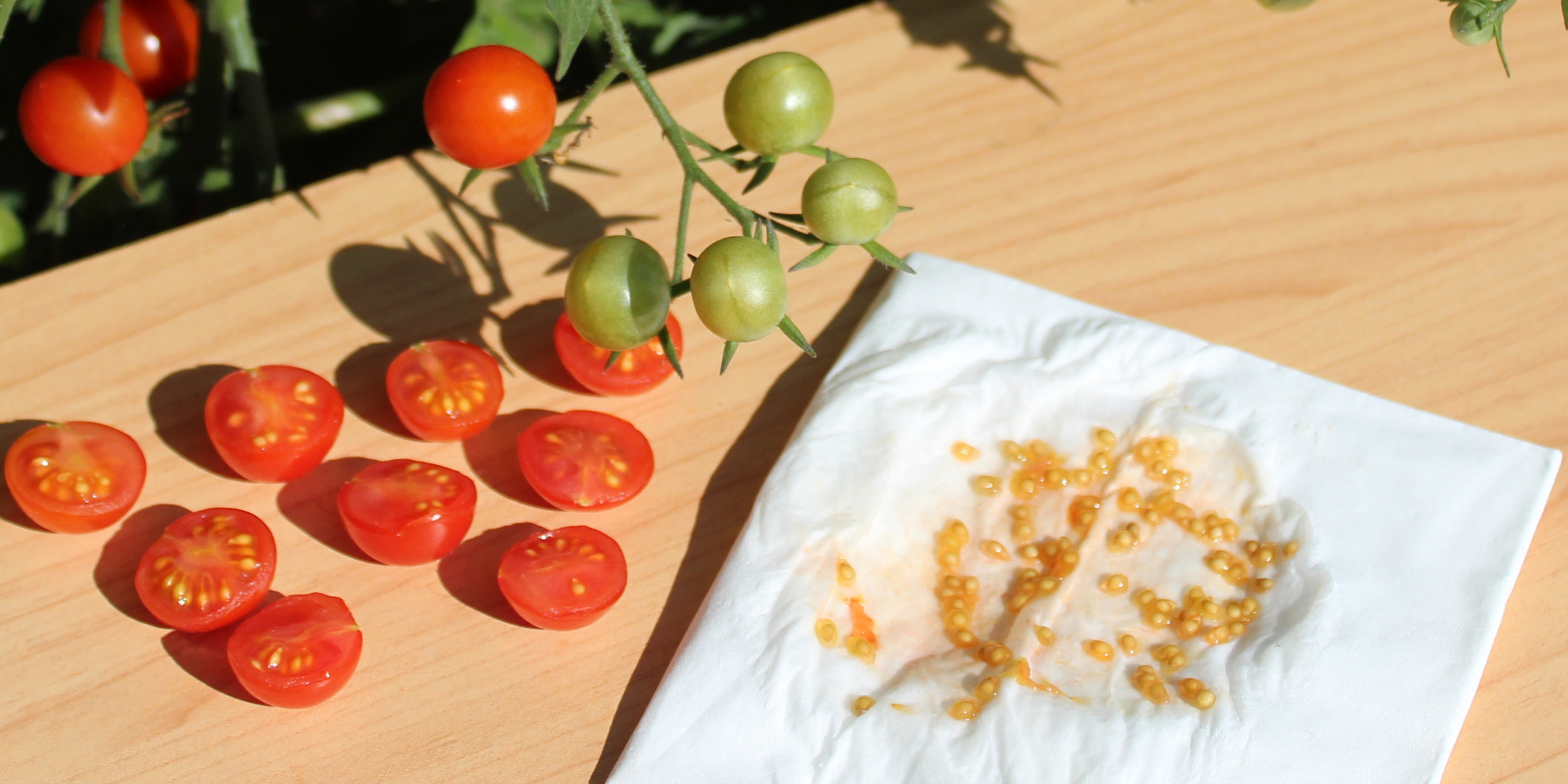 Как правильно выпустить помидоры на семена?