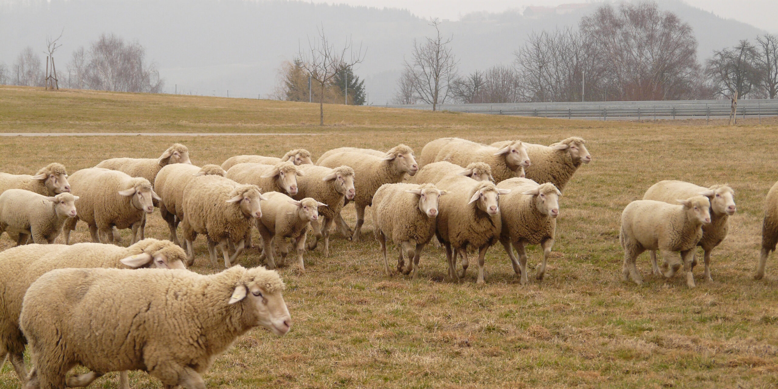 В Сети обсуждают странное поведение овец, которые уже больше 10 дней ходят  по кругу - Лайфхакер