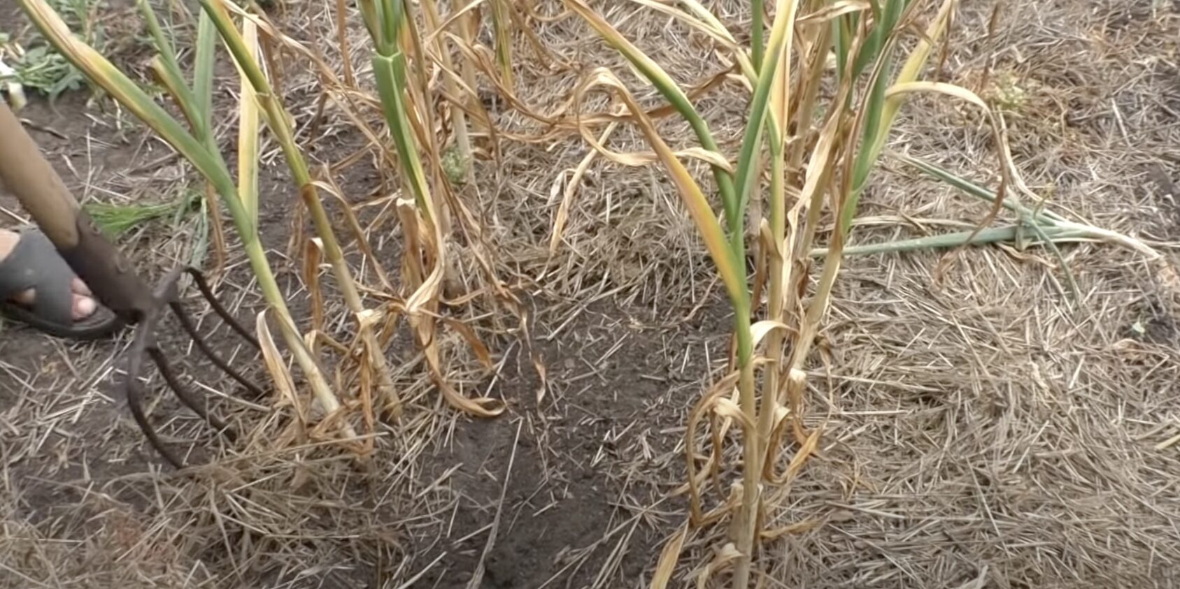 Чеснок с ботвой. Когда убирать лук с грядки. Урожай озимого чеснока. Когда копать чеснок. Когда убирать лук с грядки.